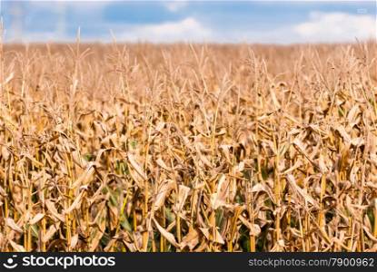 Dry brown corn stalks against blurred field and sky.