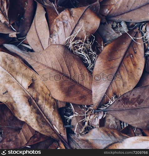 dry brown leaves on the ground in autumn, leaves in the fall