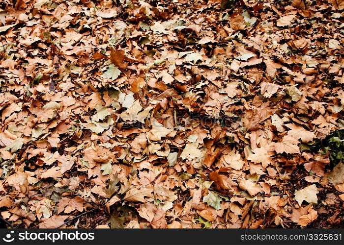 Dry brown leaves that fell of trees in the fall autumn.