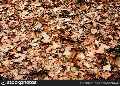 Dry brown leaves that fell of trees in the fall autumn.