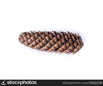 dry brown pine cone on an isolated white background