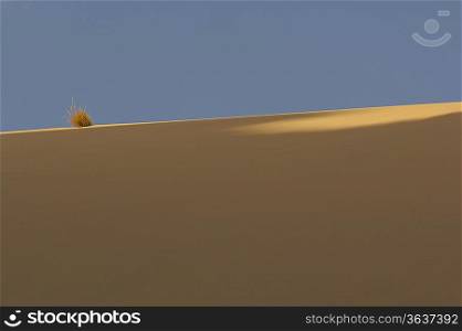 Dry Bush in Desert