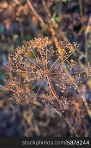 Dry bushes of dill