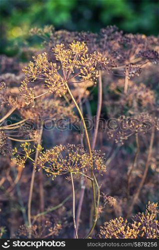 Dry bushes of dill.Selective focus. Dry bushes of dill in the fall vegetable garden.Photo tinted.