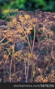 Dry bushes of dill.Selective focus. Dry bushes of dill in the fall vegetable garden.Photo tinted.