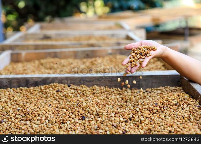 dry coffee beans on holding hands farmers process