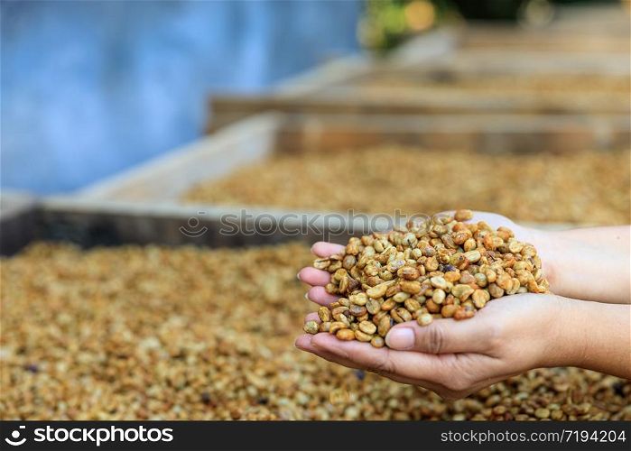 dry coffee beans on holding hands farmers process