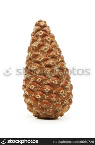 Dry cone isolated on the white
