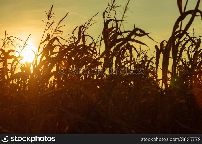 Dry corn field at the beautiful yellow sunset. Autumnal landscape.