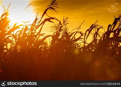 Dry corn field at the beautiful yellow sunset. Autumnal landscape.