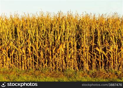Dry corn field at the sunset. Agriculture