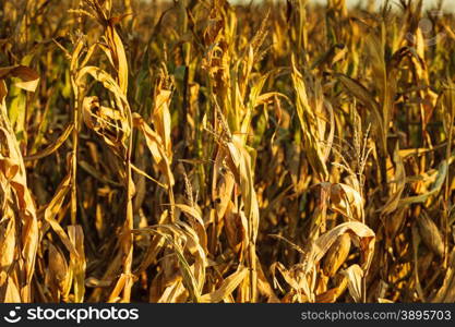 Dry corn field at the sunset. Agriculture