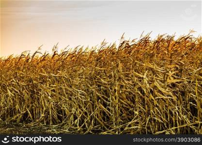 Dry corn field at the sunset. Rural landscape