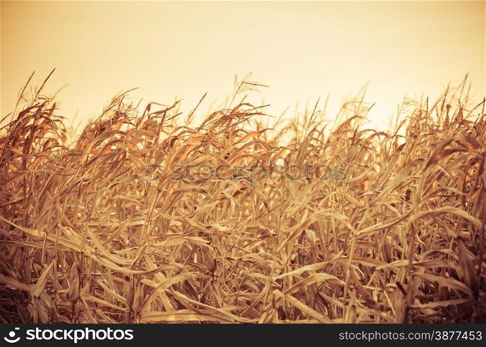 Dry corn field at the sunset. Rural landscape. Filtered photo
