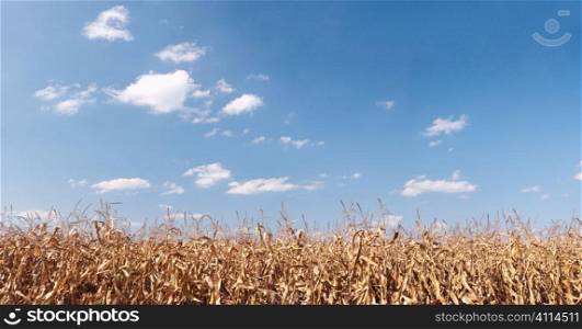 Dry corn field panorama