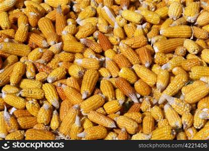 Dry corn on the ground in Morocco