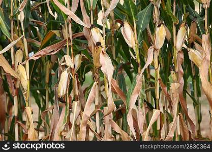 Dry corn plants