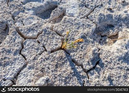 Dry cracked earth with plant struggling for life at salt lake with copy space.Concept image.. Dry cracked earth with plant struggling for life