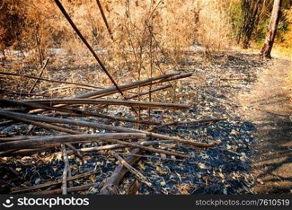 Dry damaged trees and ashes on dark ground in burnt bamboo forest