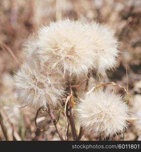 Dry dandelion flower with a vintage retro instagram filter