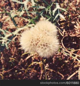 Dry dandelion flower with a vintage retro instagram filter