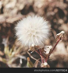 Dry dandelion flower with a vintage retro instagram filter