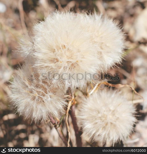 Dry dandelion flower with a vintage retro instagram filter