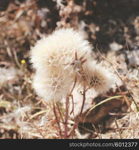 Dry dandelion flower with a vintage retro instagram filter