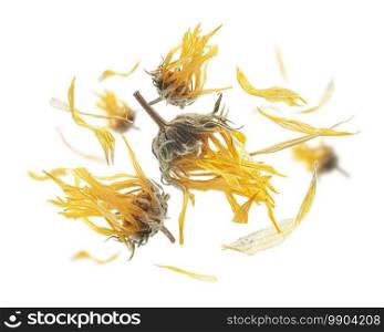 Dry dandelion flowers levitate on a white background.. Dry dandelion flowers levitate on a white background