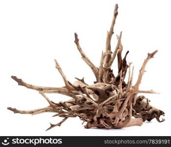 Dry dead snag isolated on white background