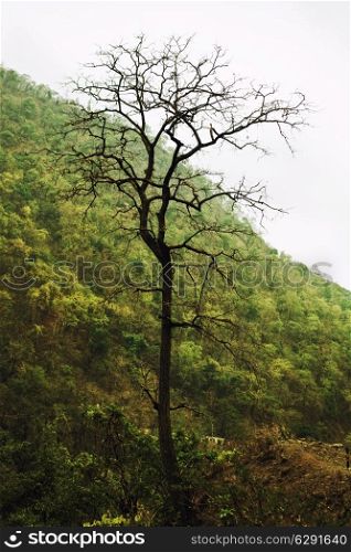 Dry dead tree against of green forest