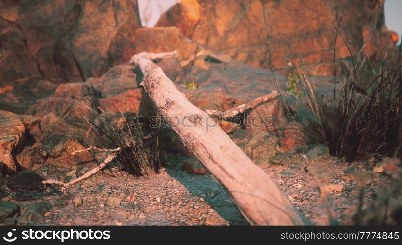 dry dead tree branches and mountain ridge
