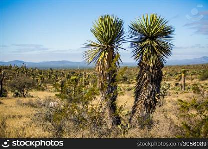 Dry Desert at daylight with cactuses insummer. Dry Desert at daylight with cactuses