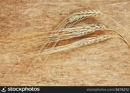 dry ears of corn on the wooden table