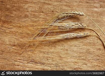 dry ears of corn on the wooden table