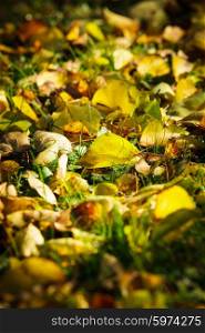 Dry fallen leaves lying on green grass. Outside sunny autumn day.. Autumn background