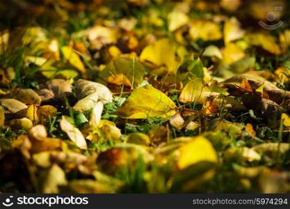 Dry fallen leaves lying on green grass. Outside sunny autumn day.. Autumn background