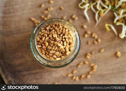 Dry fenugreek seeds with sprouted Trigonella in the background