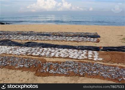 Dry fish on the beach in Negombo, Sri Lanka