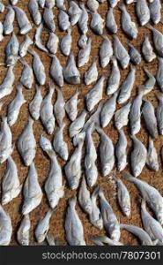 Dry fish on the ground in Sri Lanka