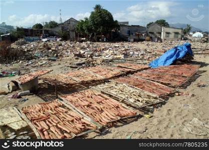 Dry fish on the sand in fishing village in Nha Trang, Vietnam