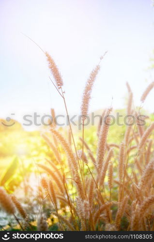 Dry flower grass sunny day on field on sunset summer nature background