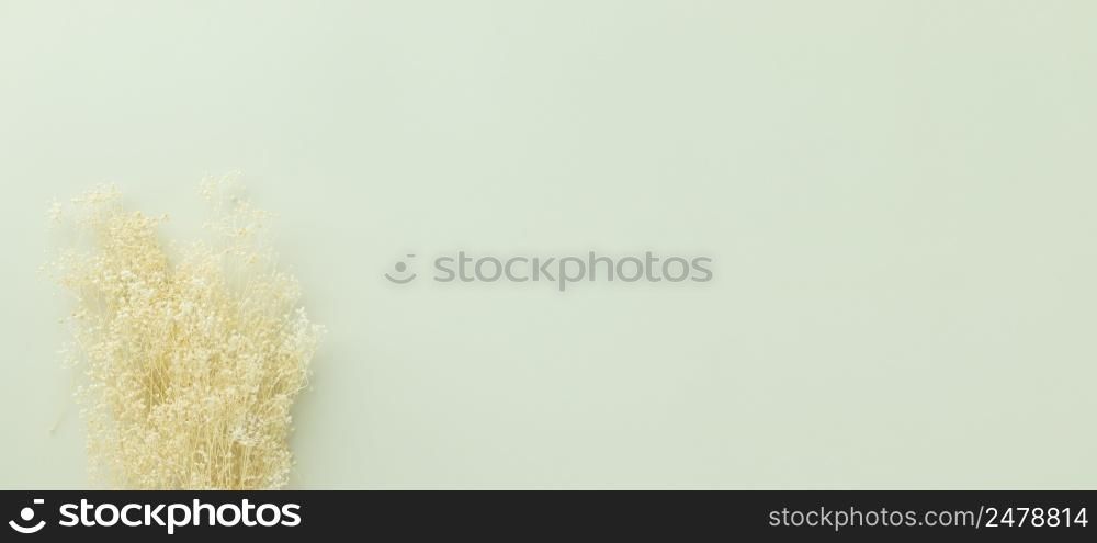 dry flowers on green pastel background. Flat lay, top view, Minimalism, empty space
