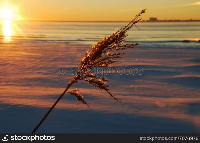 Dry fluffy reed flower by sunset at an icy coast