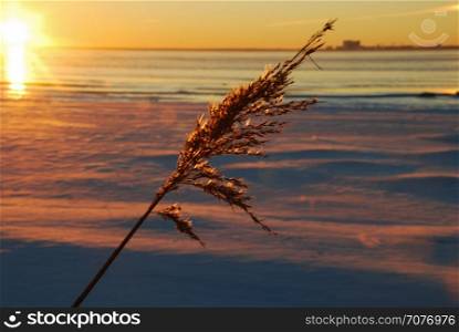 Dry fluffy reed flower by sunset at an icy coast