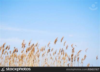 Dry fluffy reeds. Dry fluffy reeds by a birght blue sky