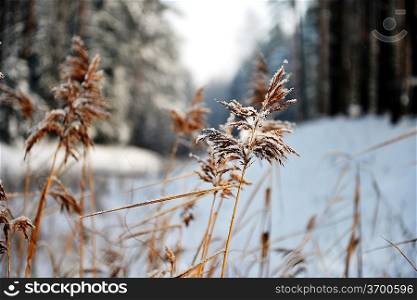dry fluffy reeds on frozen pond. winter landscape.
