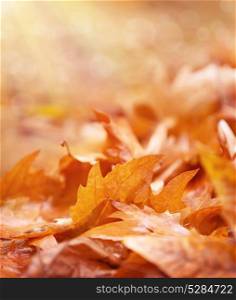 Dry foliage on the ground, abstract autumn background, old golden maple leaves, soft focus, fall season concept