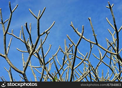 dry frangipani or plumeria tree with blue sky background