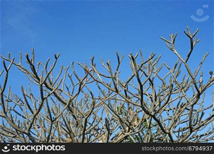 dry frangipani or plumeria tree with blue sky background